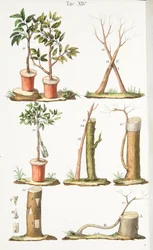 Verschiedene Beispiele des Pfropfens von Obstbäumen, Tafel XIII, aus LAntotrofia Ossia La Coltivazione DeFiori von Antonio Piccioli, 1834